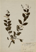 藏品(九芎)的圖片